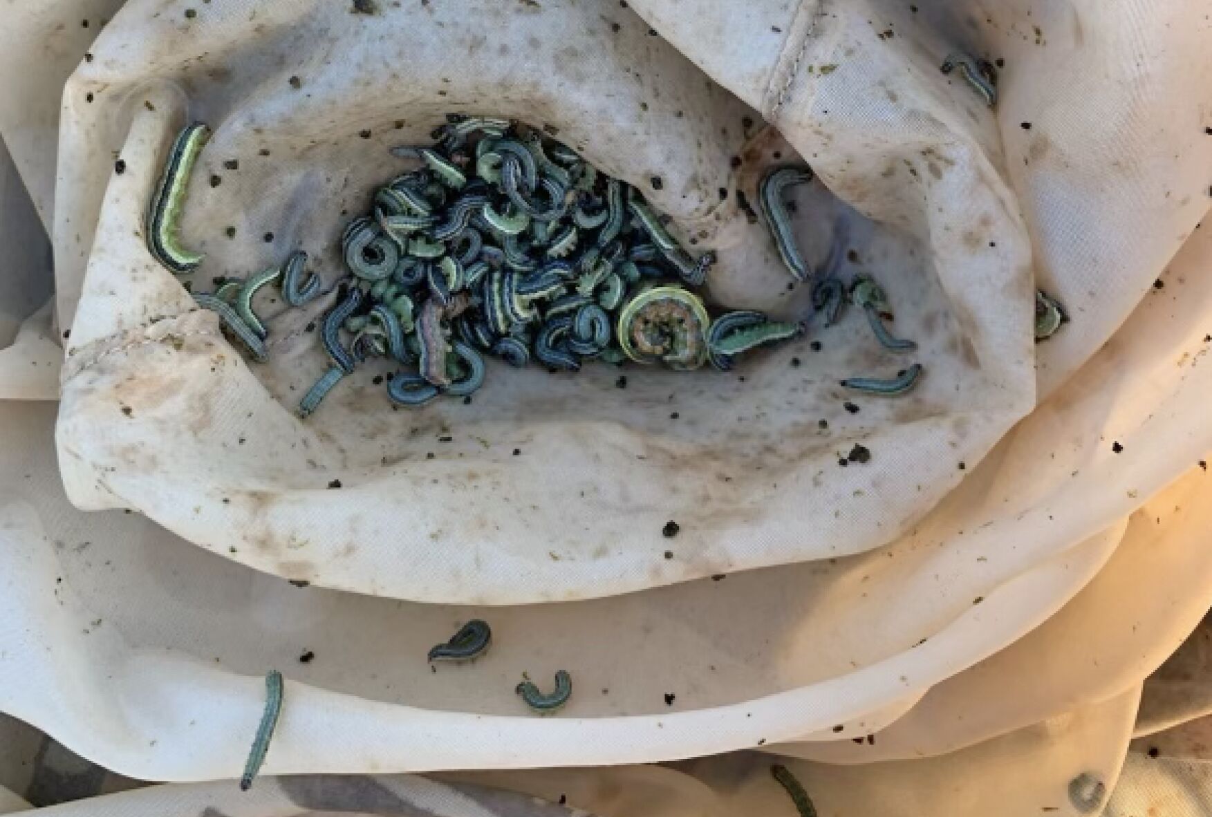 Armyworms